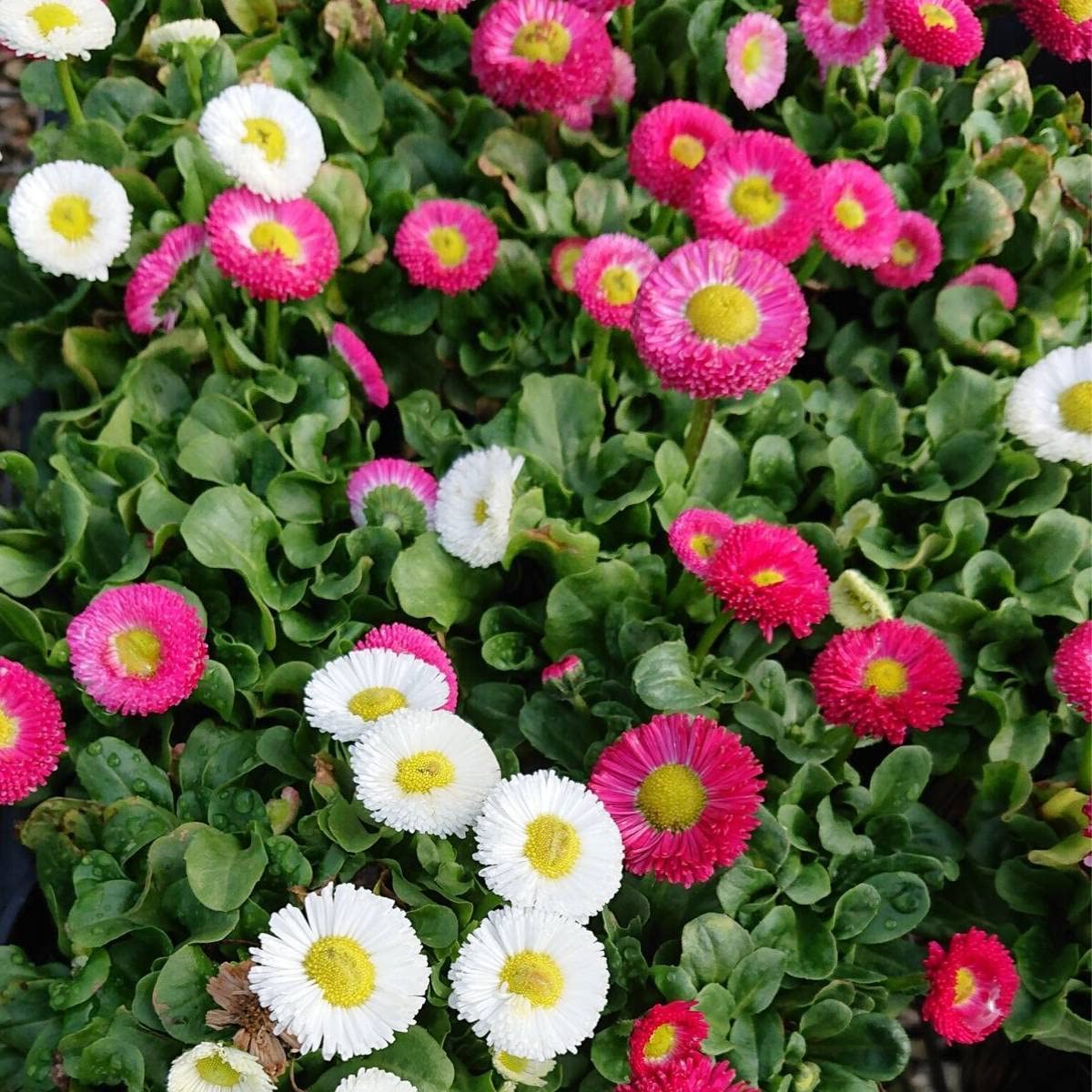 Englische Gänseblümchen, Bellis Perennis, Blumensamen