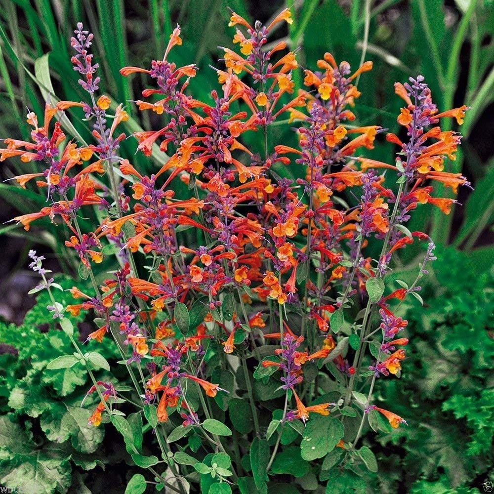 Tango Hummingbird Mint Herb Seeds