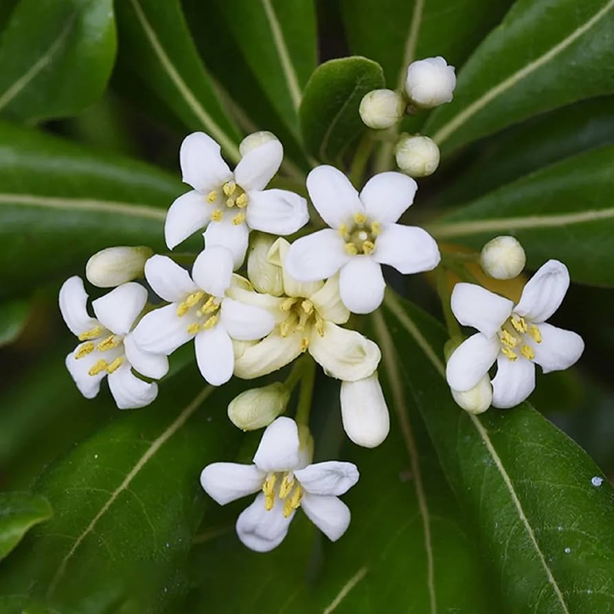 Mock Orange Shrub Seeds