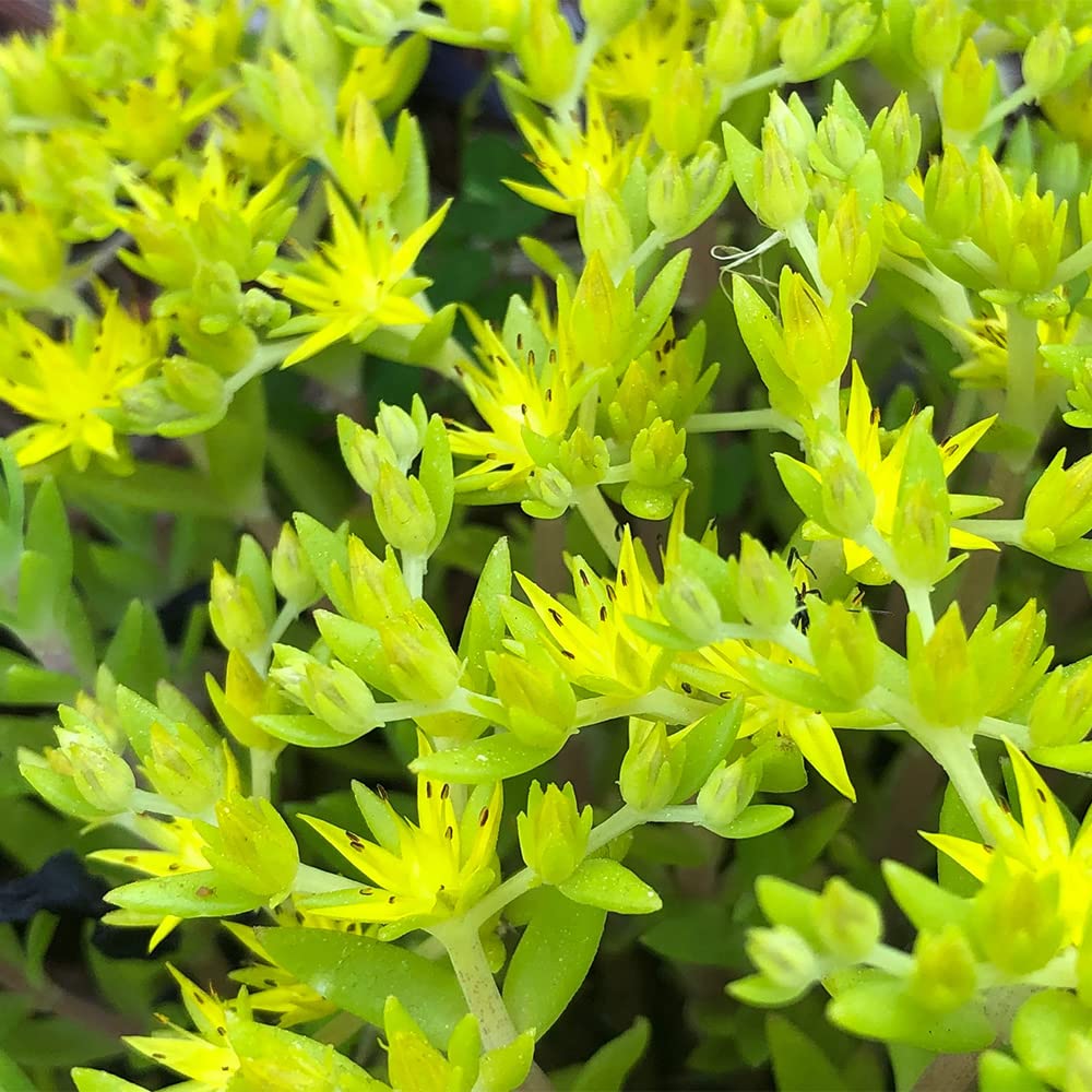 sedum golden moss succulent Gold Moss Sedum (Sedum acre) Groundcover Seeds – Heirloom, Non-GMO, Dr – Pure Asia Seeds