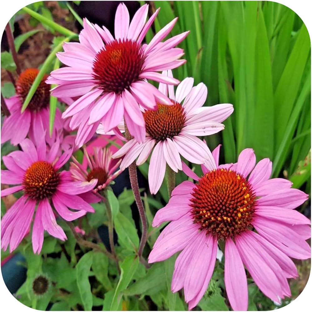 Semillas de flores de equinácea 'Baby Swan Pink'