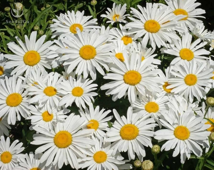 Shasta Daisy Flower Seeds