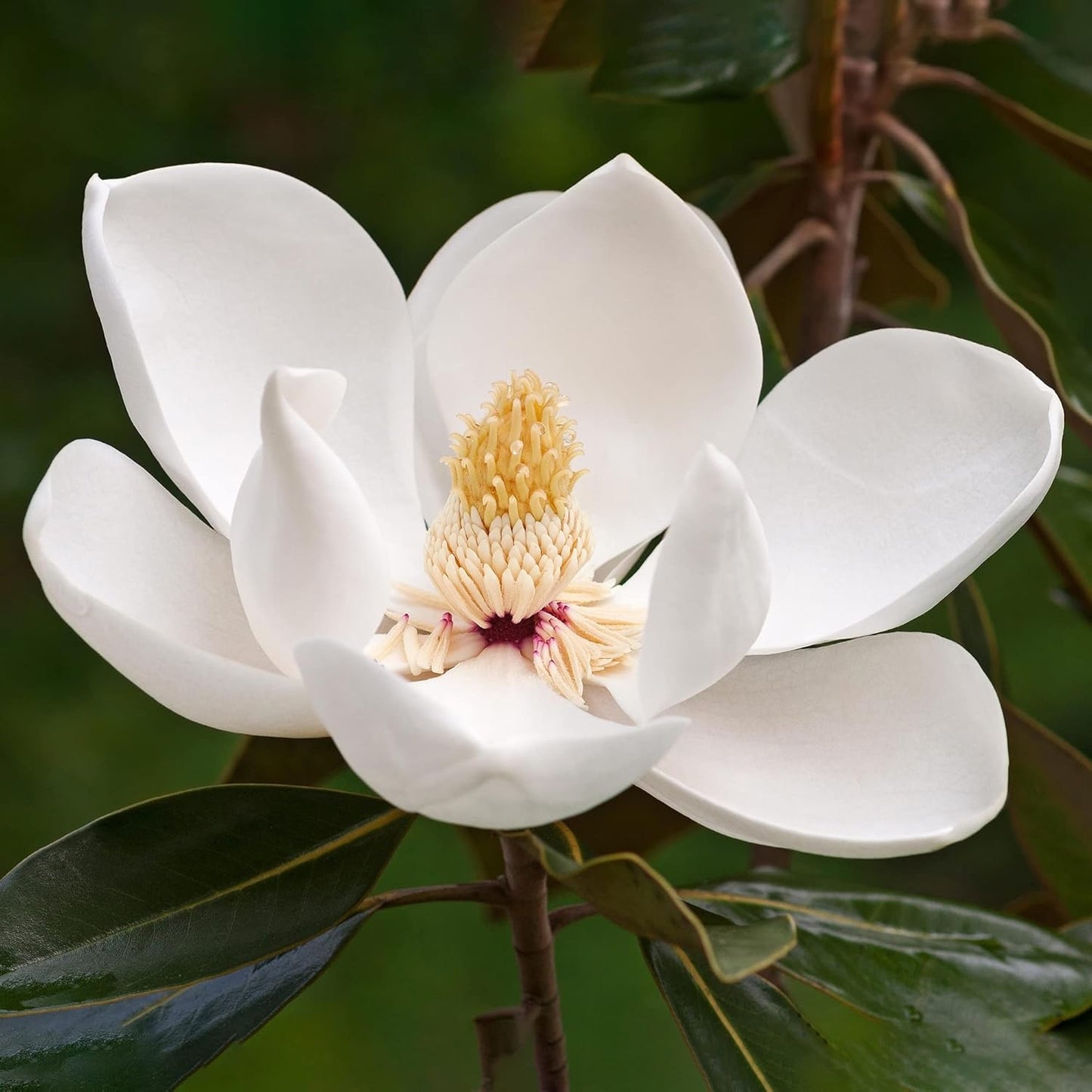 Magnolienblütensamen