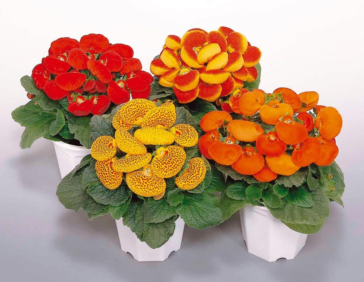 Mixed Calceolaria Flower seeds for Planting - Hardy Variety, Heirloom & GMO Free Seeds for Home Garden