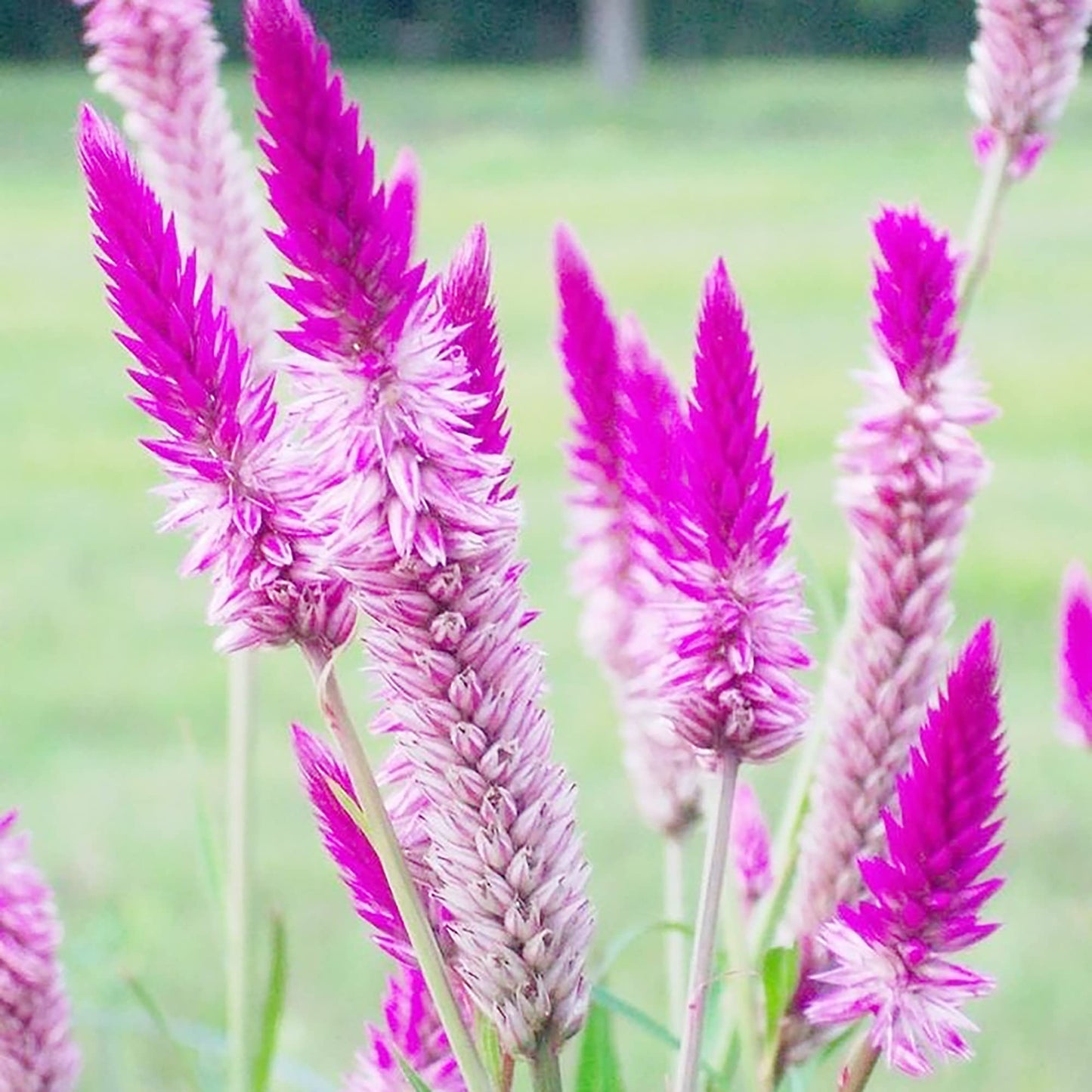 Flamingofederblumensamen (Celosia Spicata)