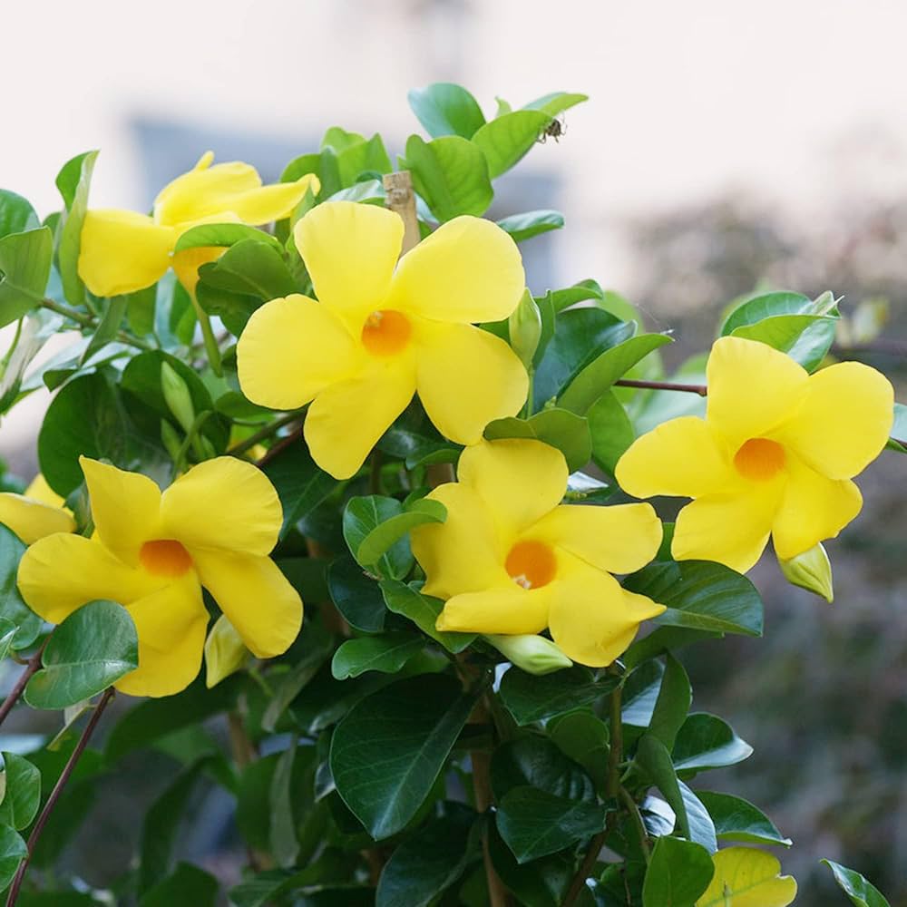 Gelbe Mandevilla Sanderi Blumensamen
