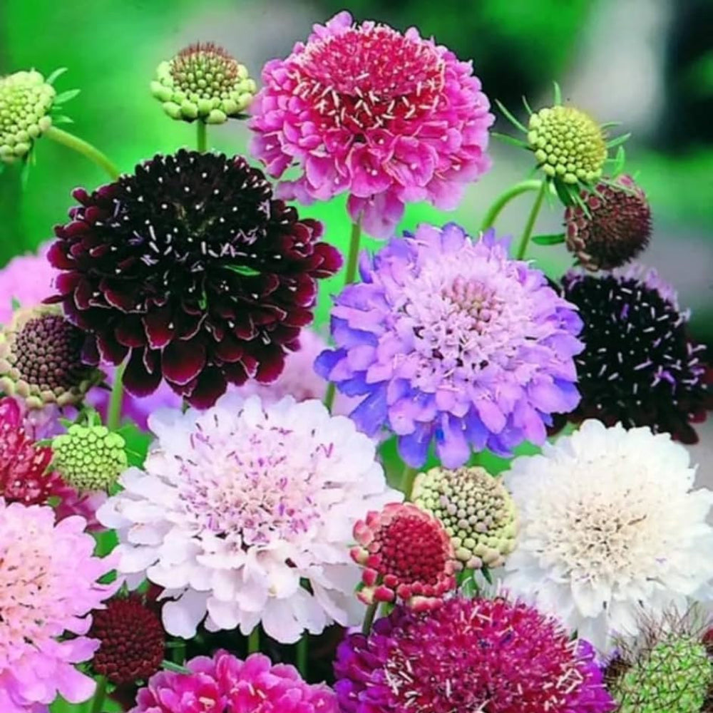 pincushion plant seeds Pincushion Flower Seeds for Planting – Heirloom, Non-GMO, Pollinator-F – Pure Asia Seeds