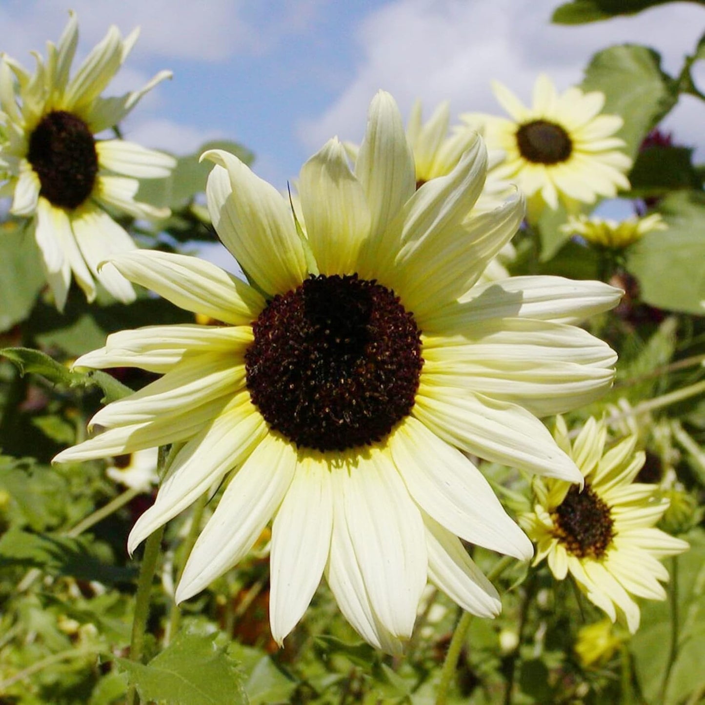Ice Sunflower Seeds (Helianthus Annuus) Flower Seeds