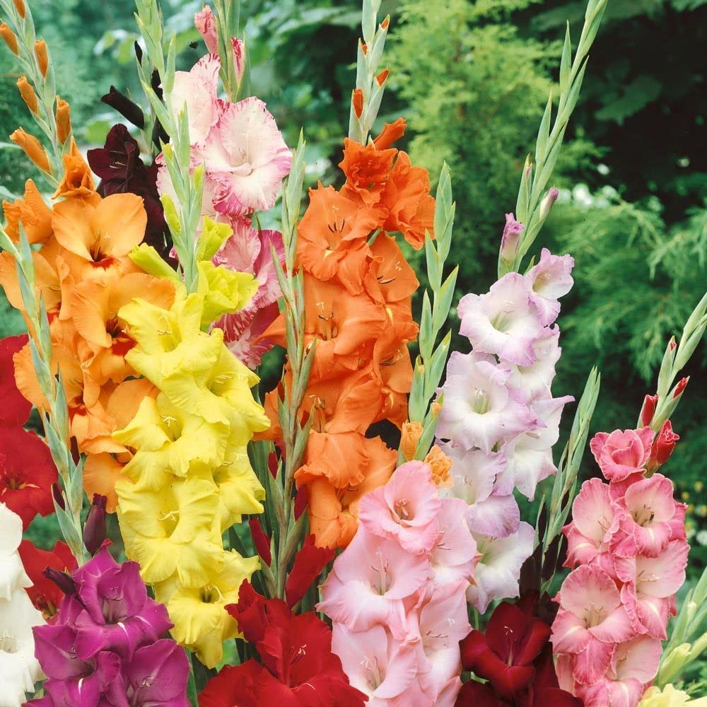 Gladiolus Flower Seeds