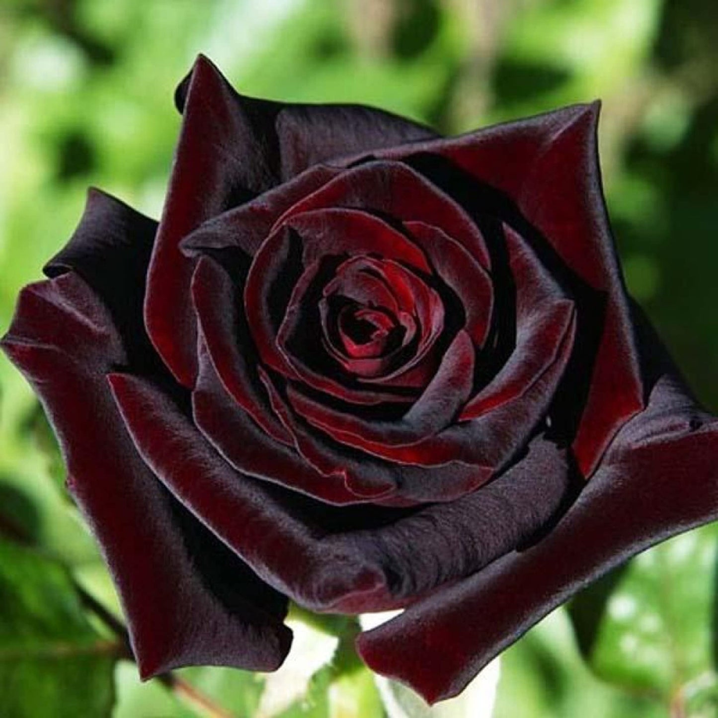 Black Baccara Rose Flower Seeds