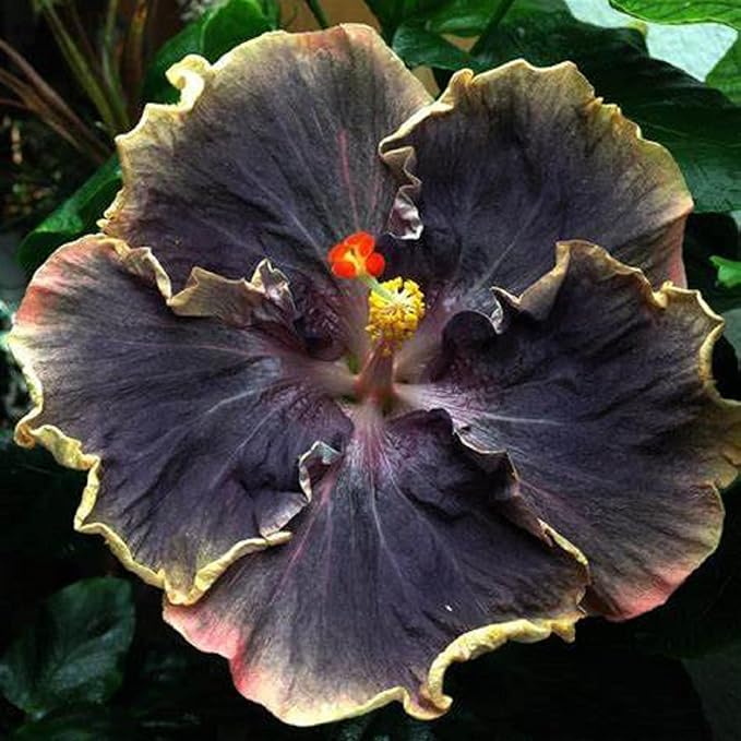 hibiscus rosa sinensis seeds Yellow and Black Hibiscus (Hibiscus rosa-sinensis) Flower Seeds for Pl – Pure Asia Seeds