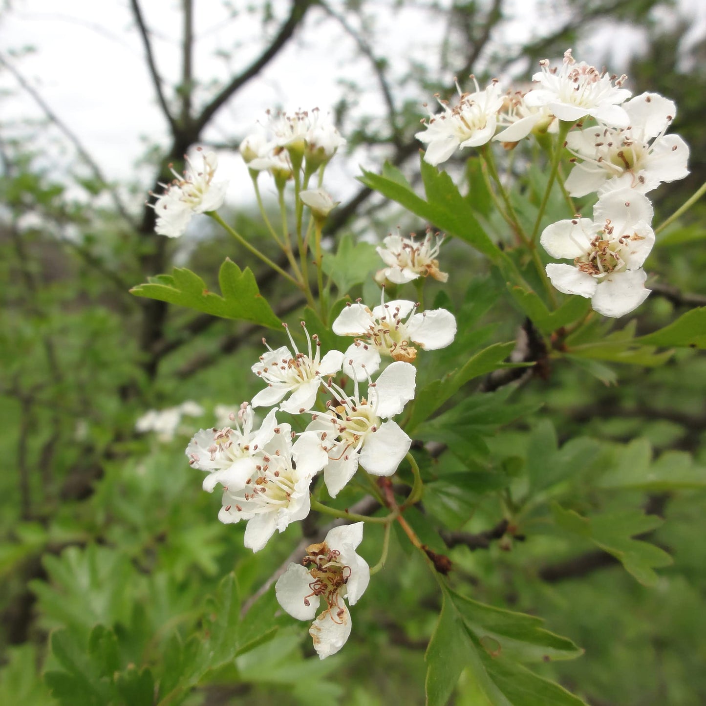 Downy Hawthorn Flower Seeds