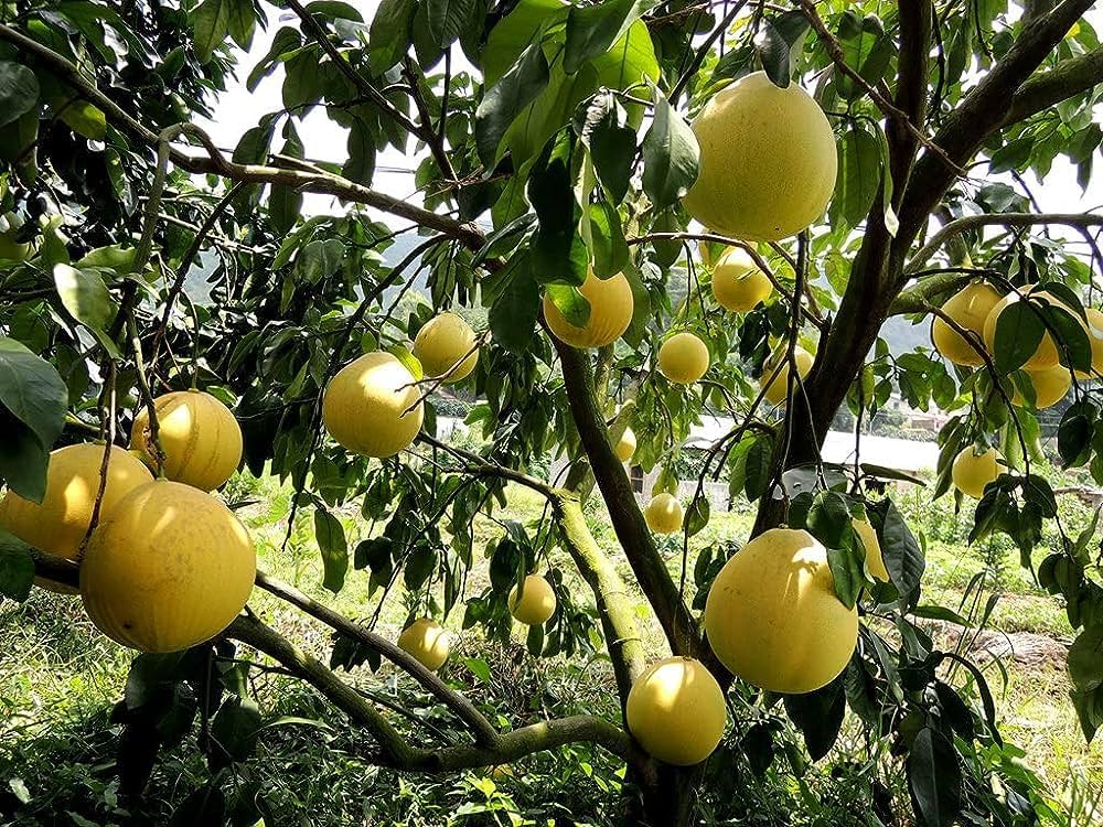 Pomelo Fruit Seeds