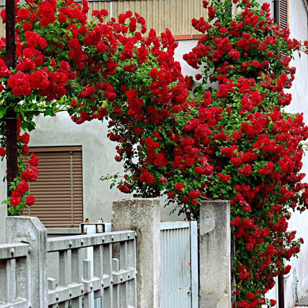 Don Juan Climbing Rose - Vibrant & Fragrant Red Roses for Trellises