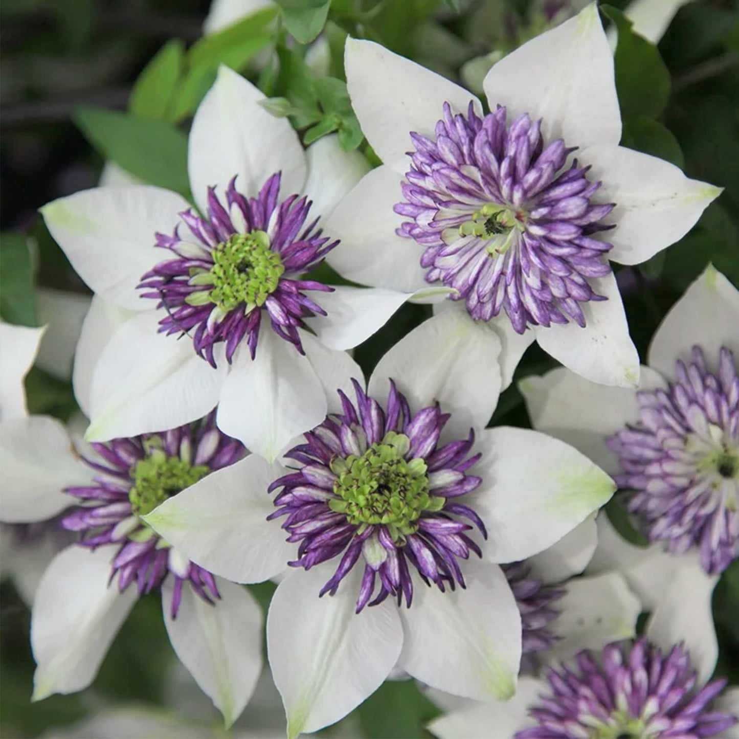 白紫色のクレマチスの花の種
