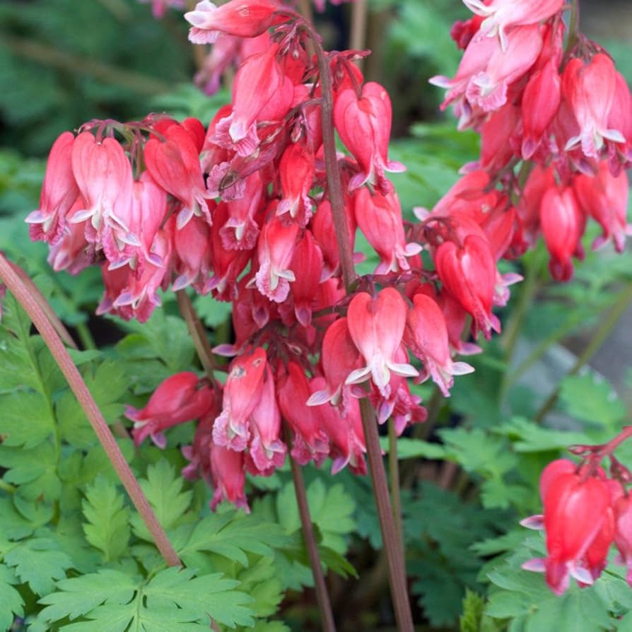 Fern-Leaf Bleeding Heart Flower Seeds (Dicentra Formosa)