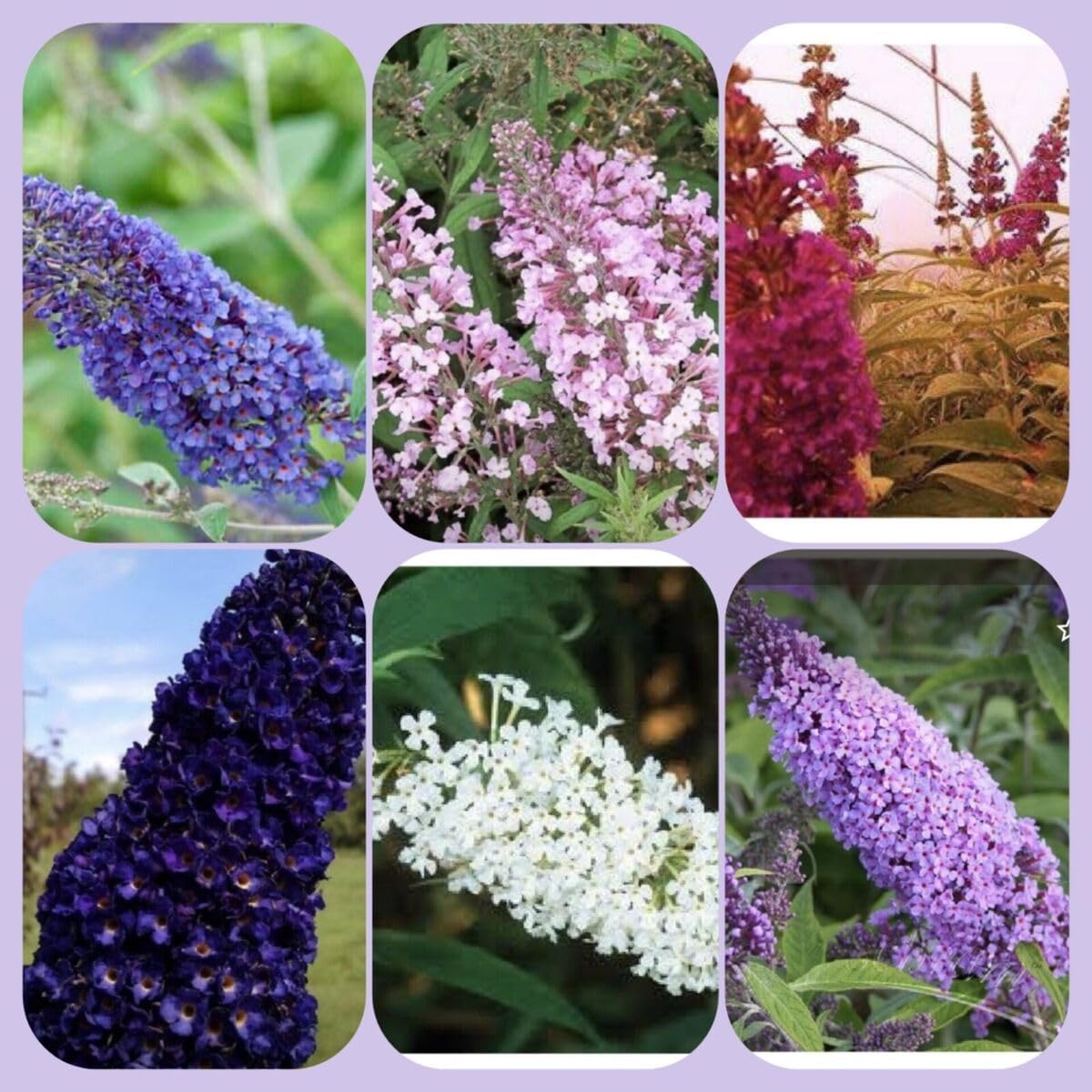 Heirloom Buddleia Flower seeds for Planting Perfect for Borders Heirloom & GMO Free Seeds for Home Garden
Sale for planting in home garden