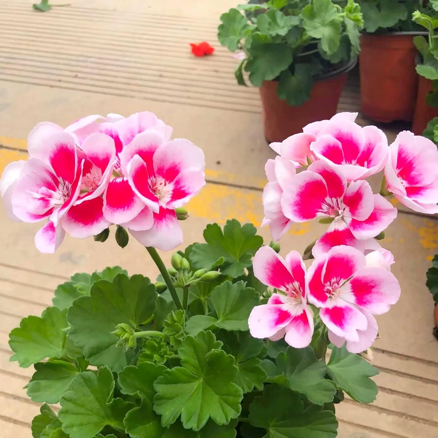 geranium pelargonium seeds Geranium (Pelargonium) Flower Seeds for Planting – Heirloom, Non-GMO, – Pure Asia Seeds