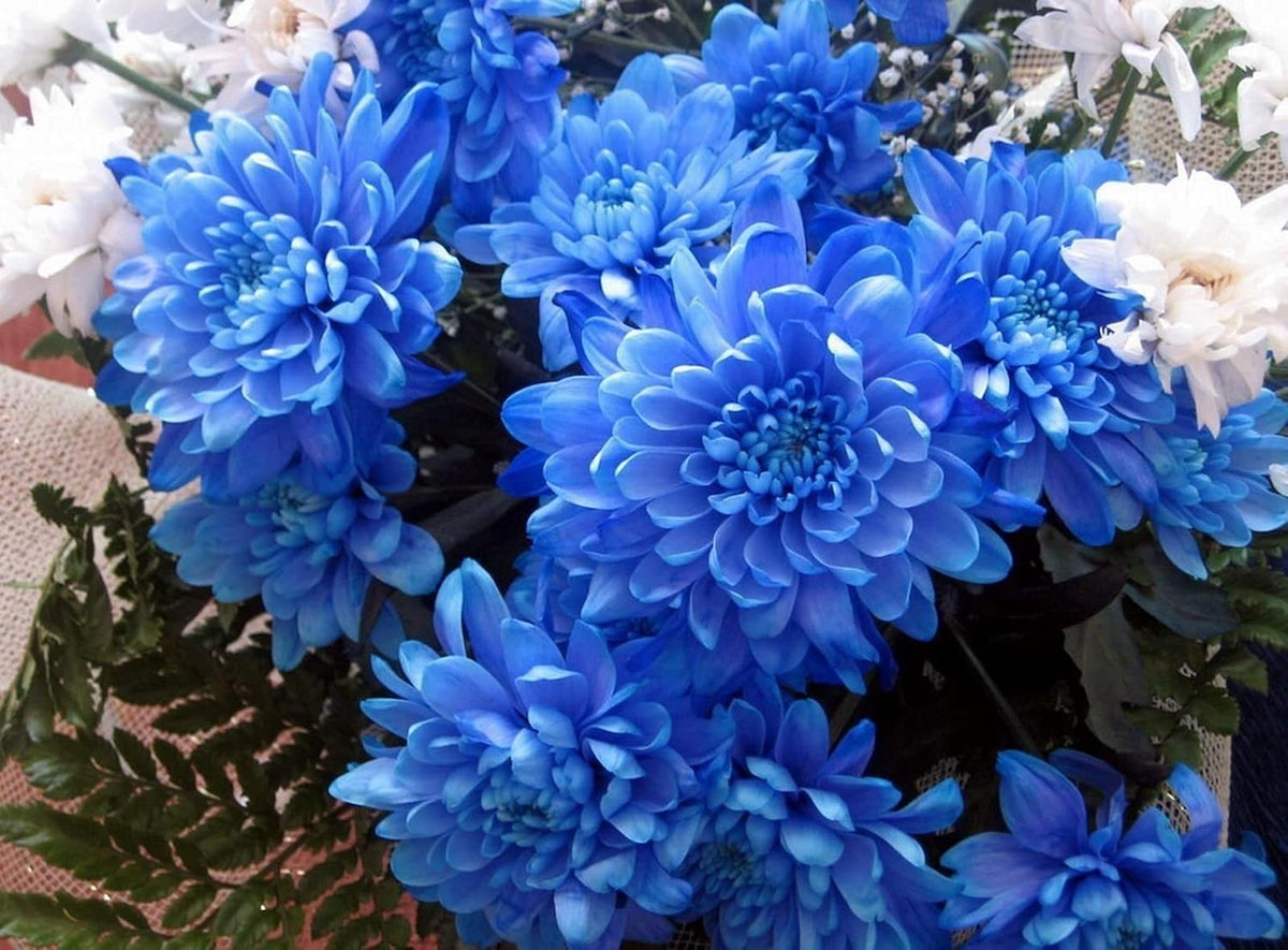 Blue Chrysanthemum Flower seeds for Planting - Premium Quality, Heirloom & GMO Free Seeds for Home Garden
Sale for planting in home garden