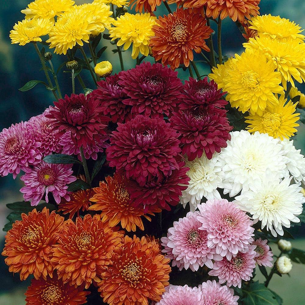 planting chrysanthemum seeds Chrysanthemum Flower Seeds for Planting – Heirloom, Non-GMO, Easy to G – Pure Asia Seeds