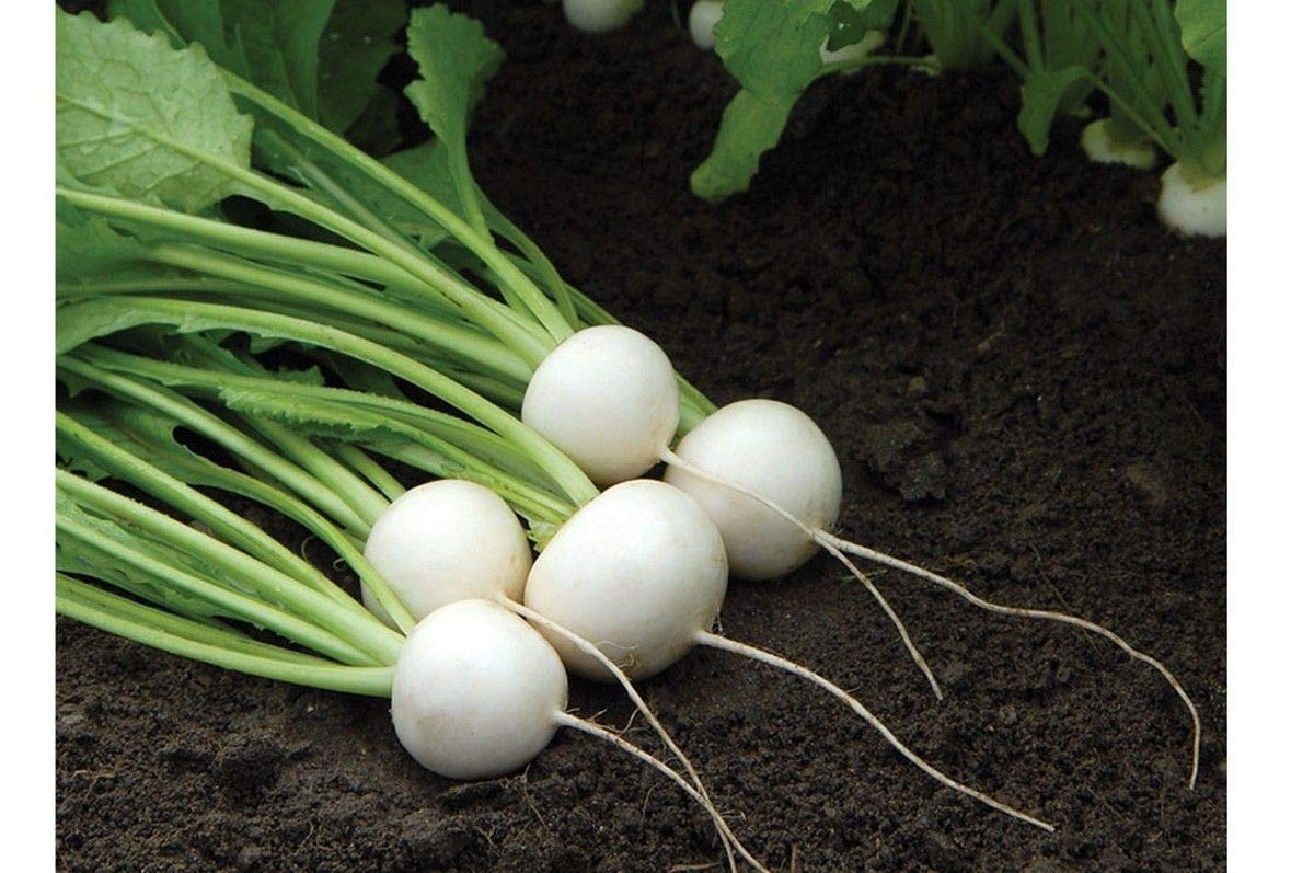 Hakurei Hybrid Japanese Turnip Seeds