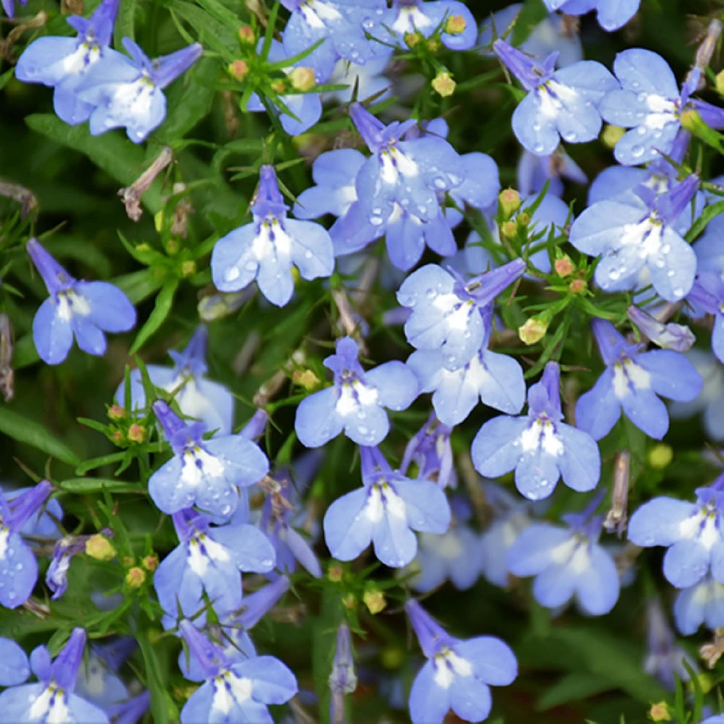 Graines de fleurs Lobelia Erinus bleu ciel