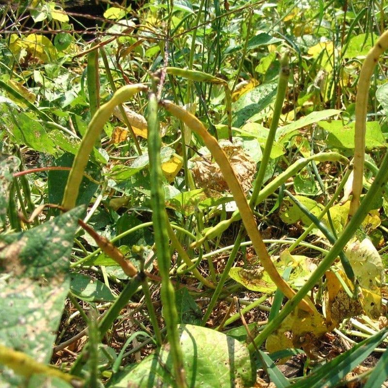 Zipper Cream Cowpea Vegetable Seeds