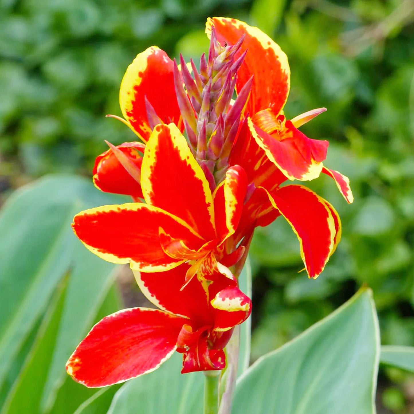 Canna 'Lucifer' Flower Seeds