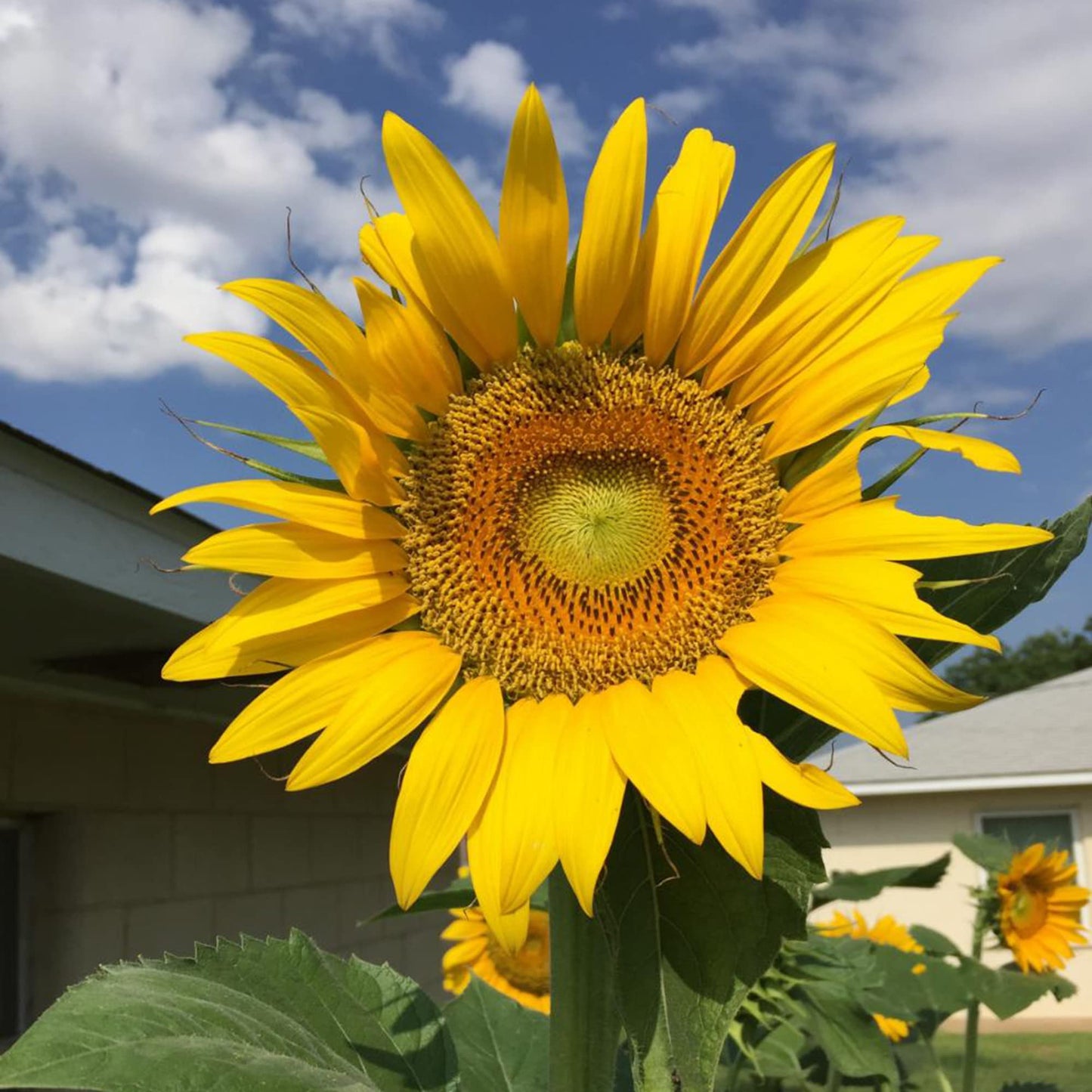 Gigantic Titan Sunflower Seeds