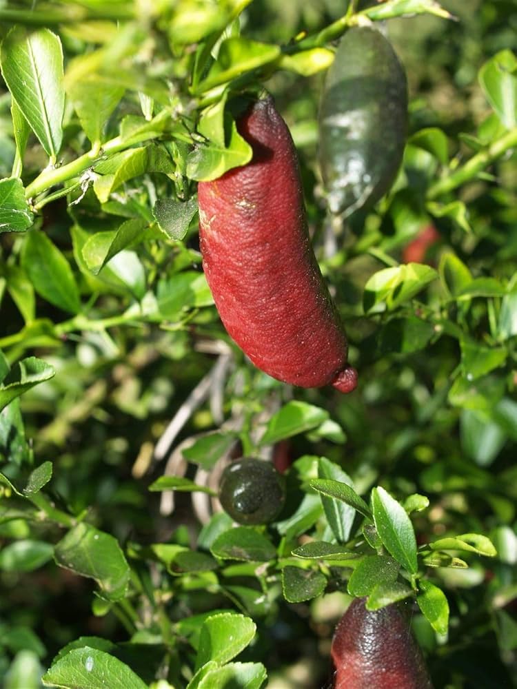 Semillas de la fruta de lima de dedo rosado
