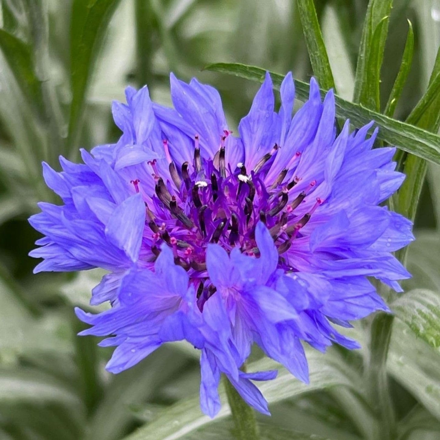 Bachelor Buttons Seeds – Deep Purple Cornflower`