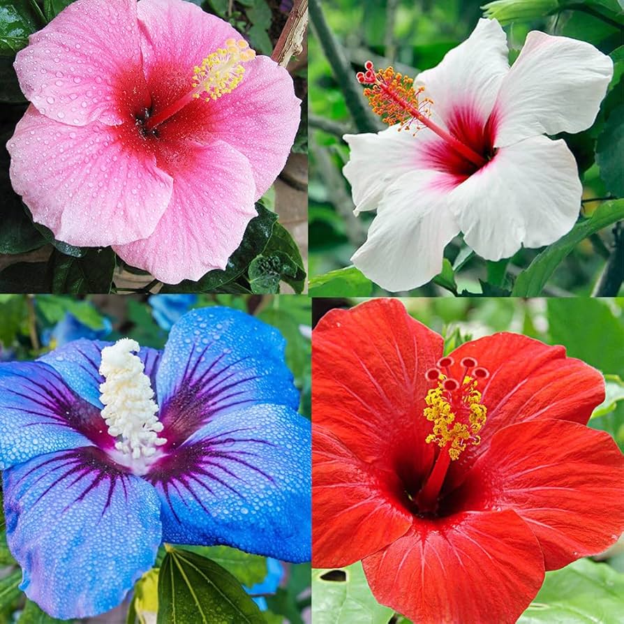 Dinner Plate Hibiscus Flower Seeds