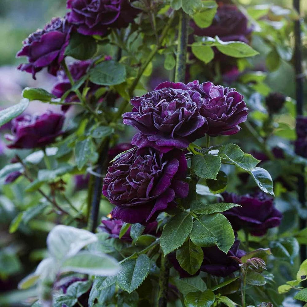 Rosepoem 50Pcs Rosa Viola Semi Solido Semi Di Fiore Di Colore Per Garden Decor - Foto 3