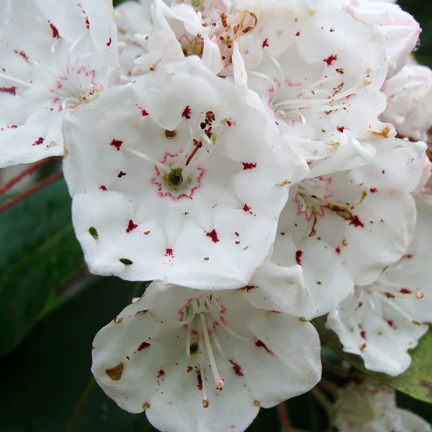 Graines de fleur de laurier des montagnes