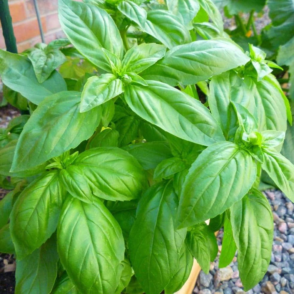 Graines d'herbe de basilic doux