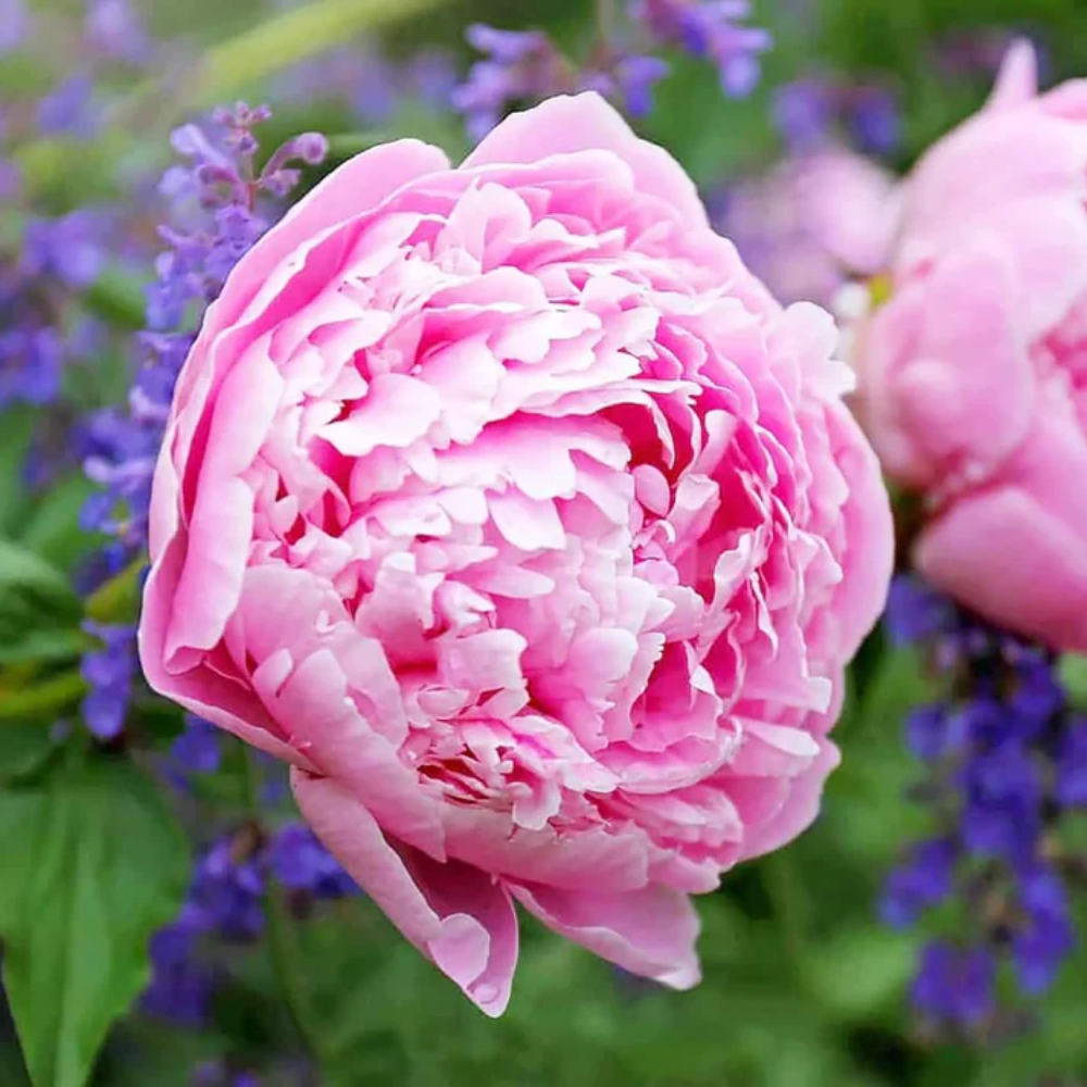 Peony Flower Seeds