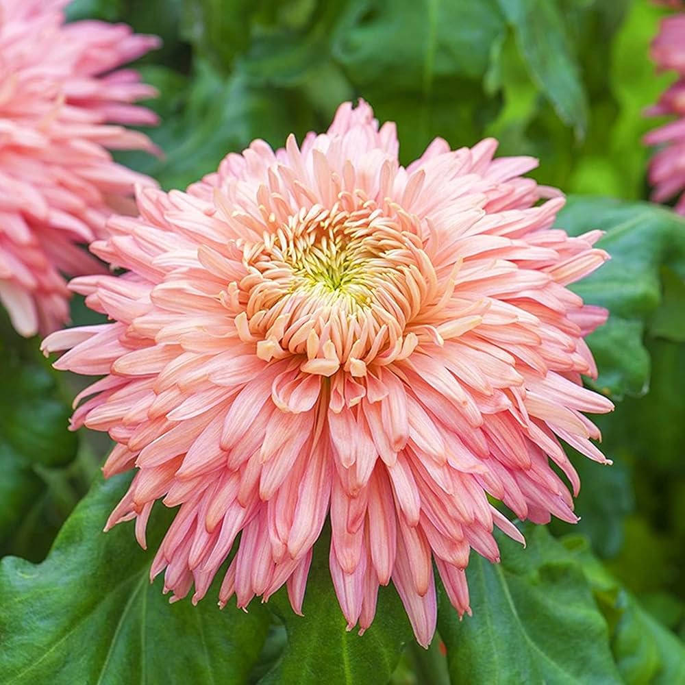 Chrysanthemum Flower seeds for Planting - Hardy Variety, Heirloom & GMO Free Seeds for Home Garden
Sale for planting in home garden.