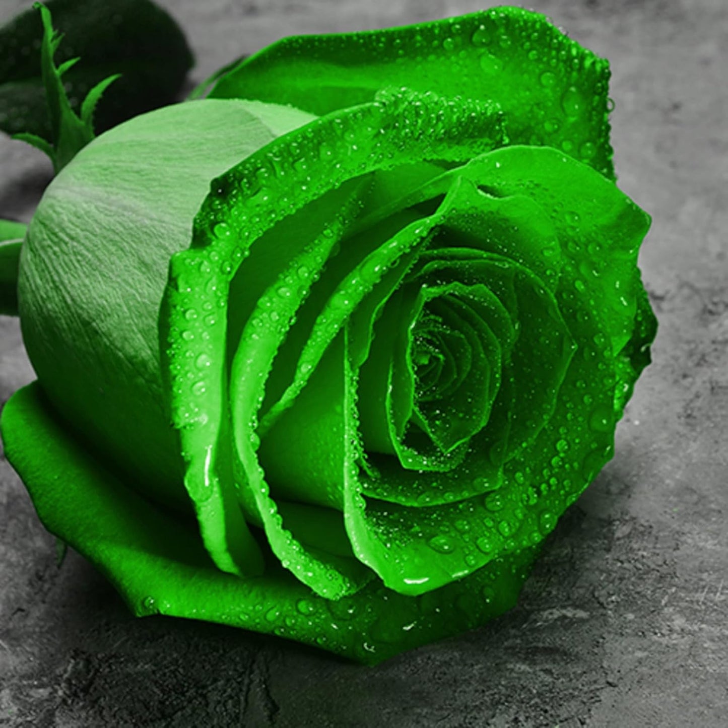 Green Rose Flower Seeds