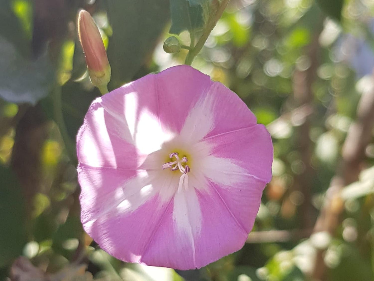 Ackerwinde Flower seeds for Planting Long Bloom Season Heirloom & GMO Free Seeds for Home Garden
Sale seeds for home garden planting