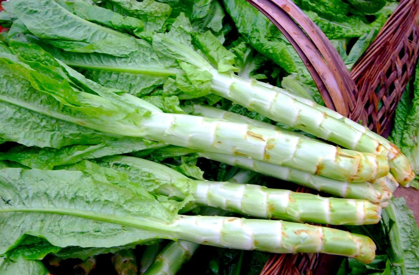 Asparagus Lettuce Celtuce Vegetable Seeds