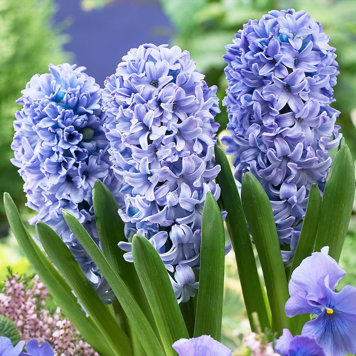 Hyacinths Flower seeds for Planting Compact Growth Heirloom & GMO Free Seeds for Home Garden
Sale seeds for home garden planting