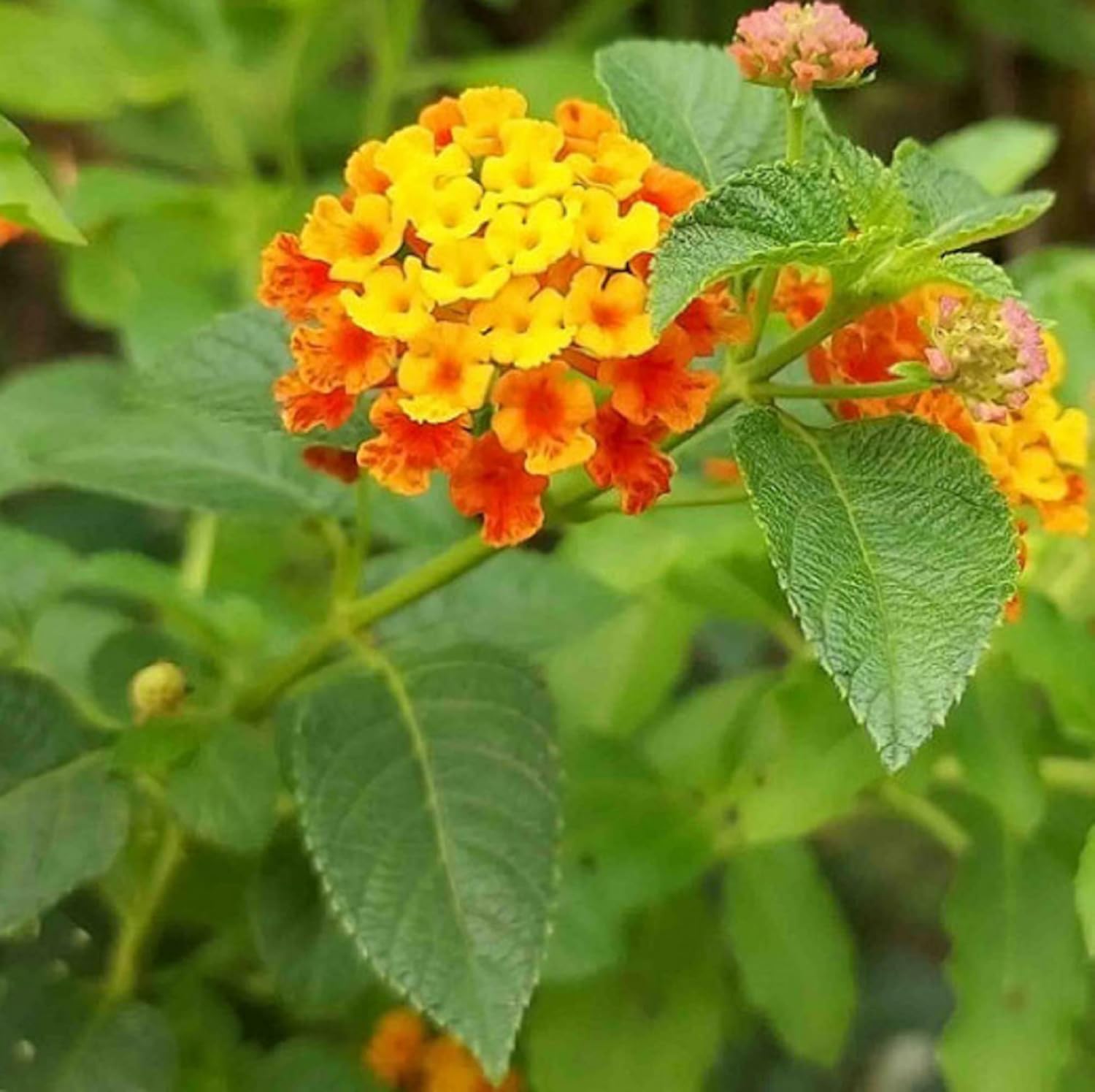 lantana seeds on plant Lantana urticoides Flower Seeds for Planting – Heirloom, Non-GMO, Drou – Pure Asia Seeds