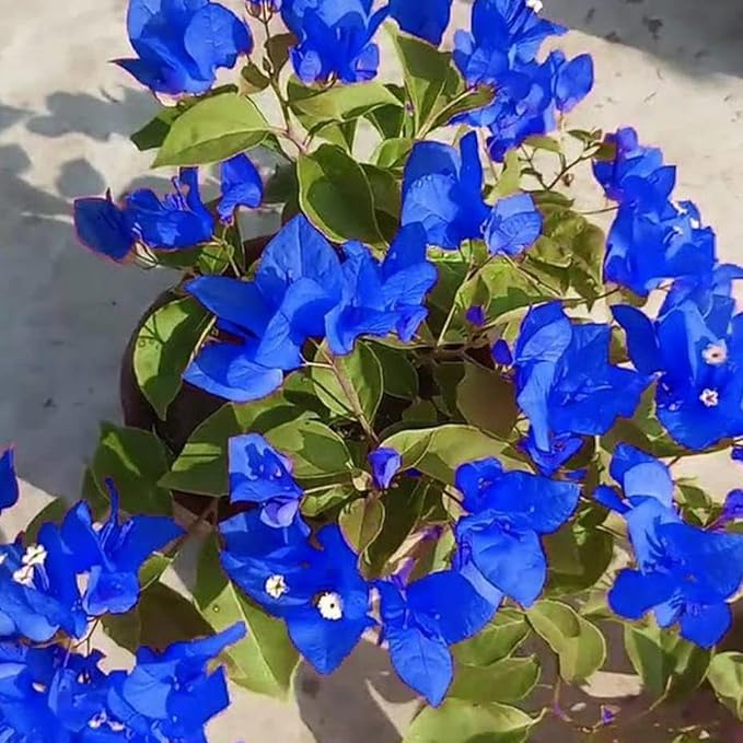 Blue Bougainvillea Flower seeds for Planting - Sun Loving, Heirloom & GMO Free Seeds for Home Garden
Sale for planting in home garden