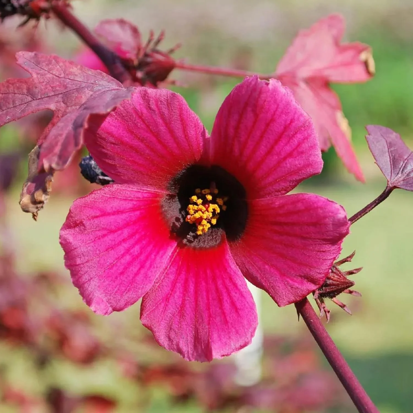 Cranberry Hibiscus Flower Seeds