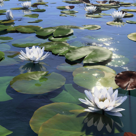 White Water Lily (Nymphaea alba) Flower Seeds for Planting – Heirloom, Non-GMO, Aquatic, Perennial