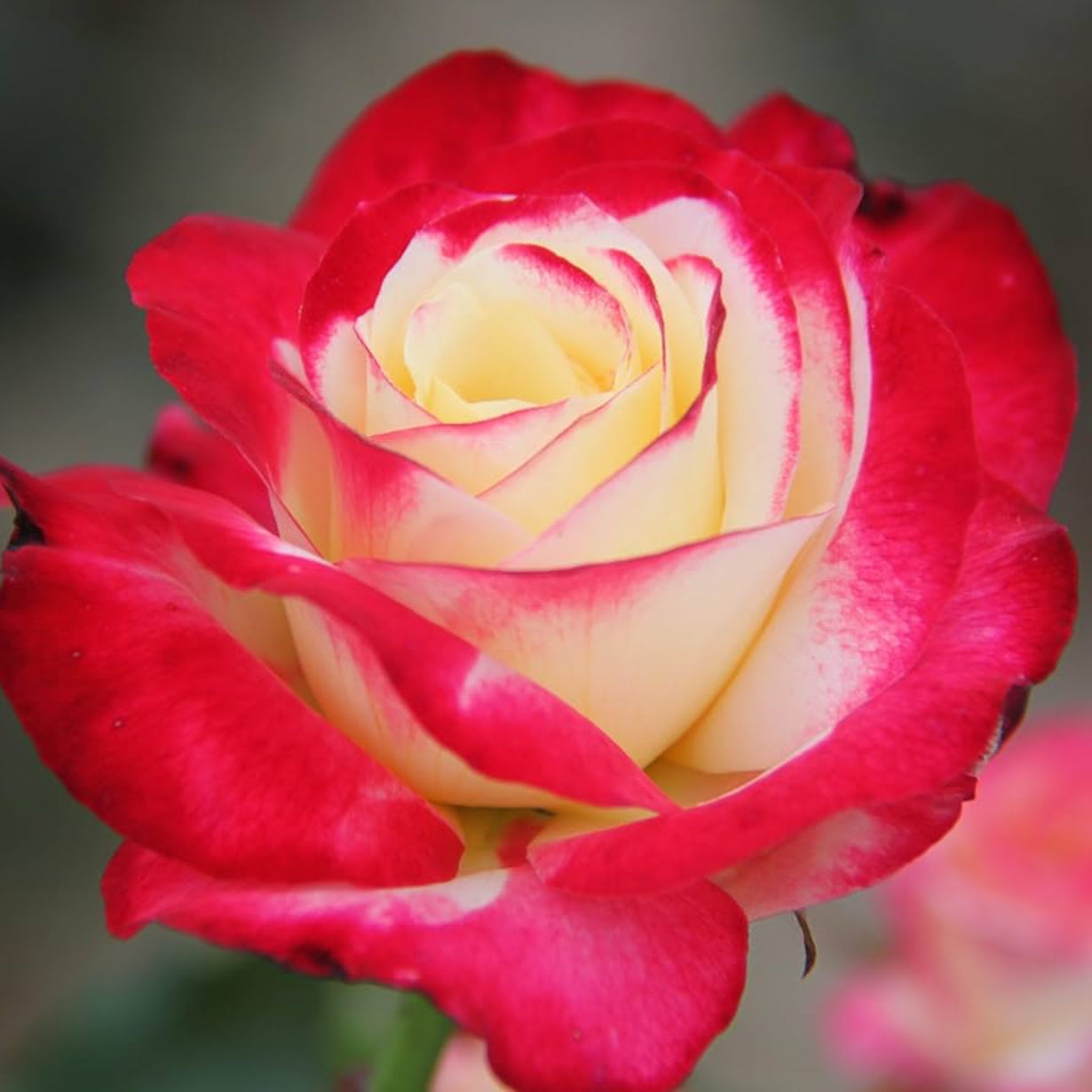 Semillas de flores Rosa Double Delight
