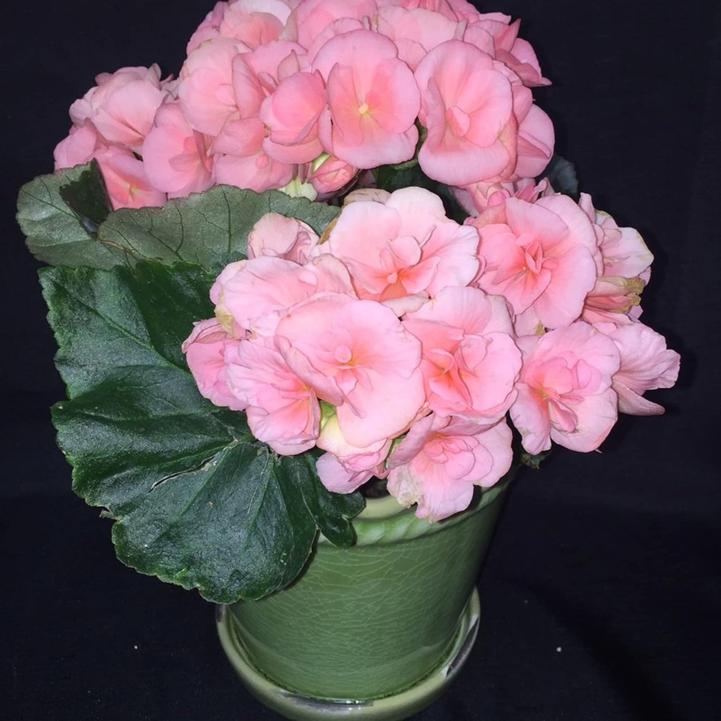 Pink Rieger Begonia Flower Seeds
