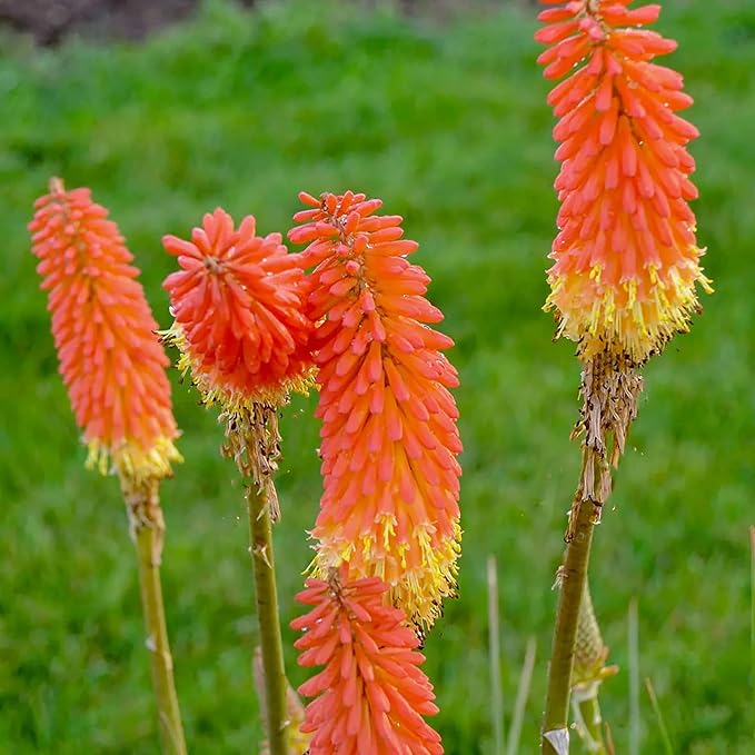 Kniphofia (Kniphofia Flower) seeds for planting in home garden