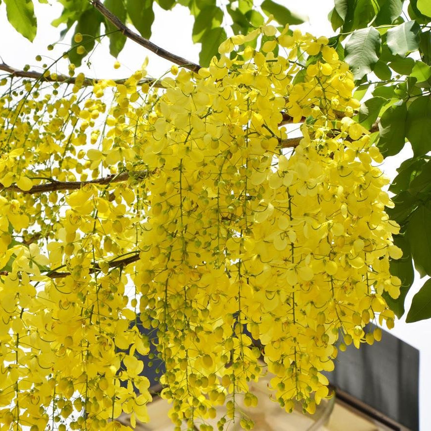Golden Shower Flower Seeds