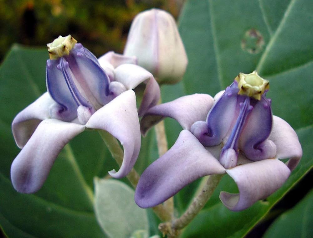 Calotropis Gigantea Blumensamen